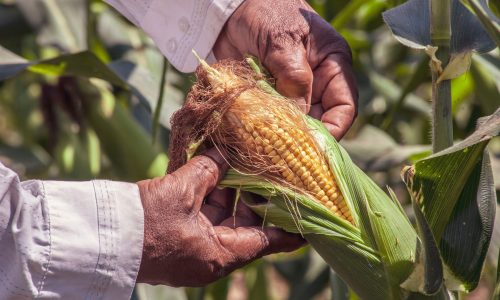 Produtos para enfrentas os riscos de pragas nas lavouras