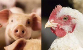 Os desafios para os produtores de aves e suínos enfrentarem neste período de altas temperaturas