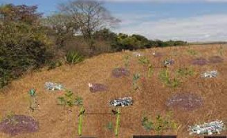O Brasil conta com o reflorestamento e o mercado de carbono para cumprir suas metas ambientais