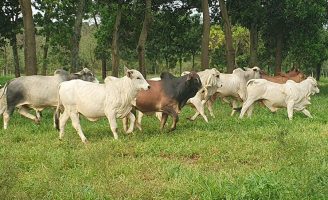Uso dos protocolos de produção de carne promove aumento de renda para o pecuarista e reduz em até 15% a emissão de gás de efeito estufa