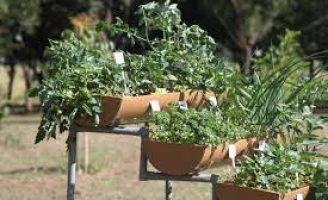 Aprenda a fazer uma horta em pequenos espaços ou até mesmo num apartamento