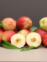 Oportunidade para o agricultor que deseja produzir e vender nectarinas com novas cultivares