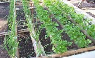Tenha verdura e ervas sem agrotóxicos plantando em casa