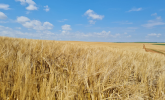 Cereais de inverno podem ser cultivados em várias regiões do Brasil
