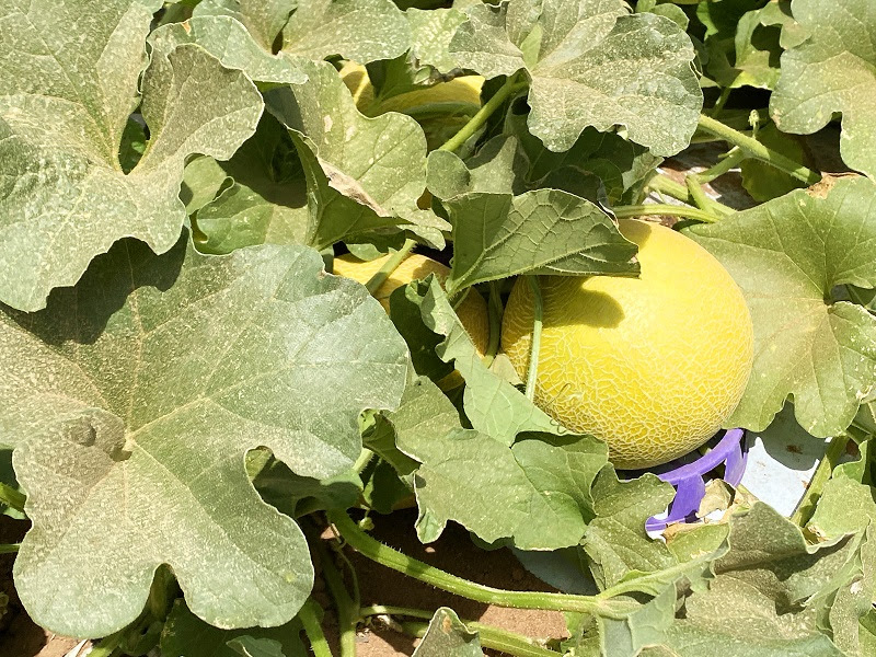 Como o agricultor pode ter um cultivo bem-sucedido do melão