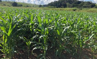 Notícia ruim para os produtores de milho do Mato Grosso do Sul