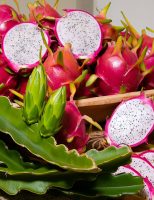 Chega ao mercado cinco novas sementes de pitaya geneticamente superiores