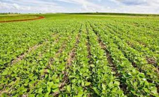 O agricultor já pode comprar novas sementes de soja mais produtivas para o plantio na safra deste ano