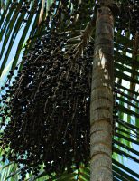 Zoneamento Agrícola criado para o açaí permite que a cultura possa ser plantada em diferentes regiões do país