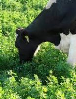 Vacas leiteiras mais bem nutridas com pastejo em campo de alfafa
