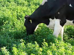 Vacas leiteiras mais bem nutridas com pastejo em campo de alfafa