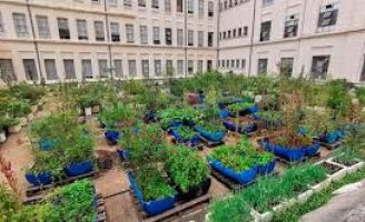 Dicas para quem quiser fazer uma horta urbana nos espaços disponíveis da sua cidade