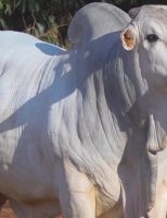 Conheça o desempenho do Estado maior produtor de carne bovina do Brasil