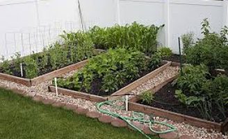 Os benefícios de cultivar uma horta urbana