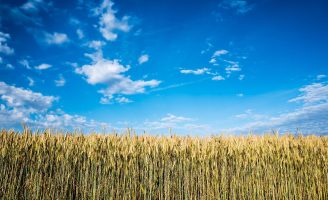 Uma plantação de milho mais produtiva com uso de bioativadores