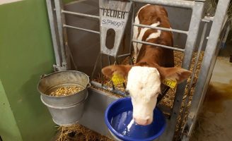 Qualidade da água oferecida aos bezerros influencia no desenvolvimento do rebanho