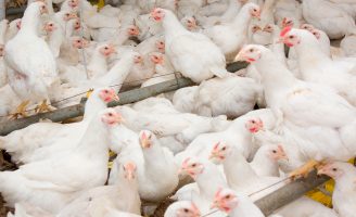 Inspeção Federal muda procedimento sanitário para abate de aves no Brasil