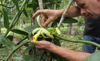 A baunilha nativa do Brasil têm muito potencial produtivo e pode melhorar a renda do agricultor