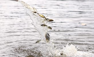 Um importante rio de São Paulo recebe mais de 1 milhão de alevinos num programa de peixamento