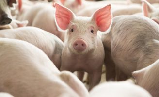 O crescimento da suinocultura no Estado do Mato Grosso do sul
