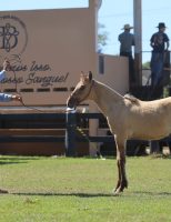 Semana do Cavalo mobiliza o centro-oeste brasileiro