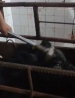 Cresce a campanha para proibir o uso de marretas no abate de animais