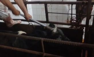 Cresce a campanha para proibir o uso de marretas no abate de animais