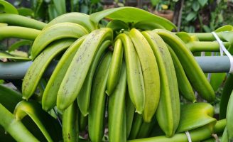Pesquisadores trabalham num projeto para melhorar o manejo do cultivo da baunilha no Brasil