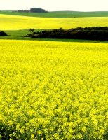 Oportunidade para produtores se capacitarem no cultivo e exploração da canola