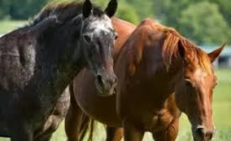 A importância do mercado de cavalos para o agronegócio brasileiro