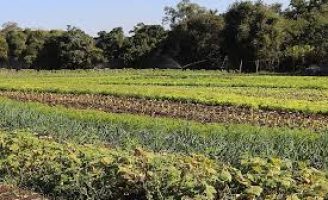 Governo de Minas Gerais investe milhões no setor de defesa agropecuária