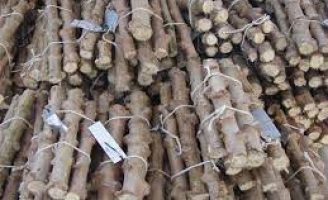 Nova tecnologia usa câmaras térmicas para produzir material para plantio de mandioca mais produtiva e mais sadia