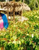 Mulheres do campo de 85 municípios na Paraíba e em Pernambuco vão receber capacitação