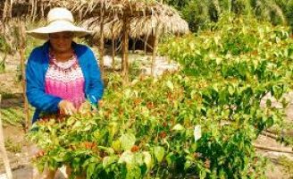 Mulheres do campo de 85 municípios na Paraíba e em Pernambuco vão receber capacitação