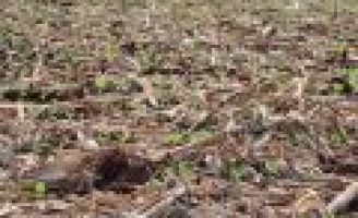 Agricultor deve se planejar para preparar a terra para o plantio de inverno