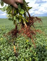 Fixação biológica aumenta a produtividade e a renda do agricultor