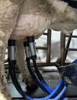 Robô faz ordenha de vacas leiteiras e produtor ganha mais produtividades e melhor qualidade do leite