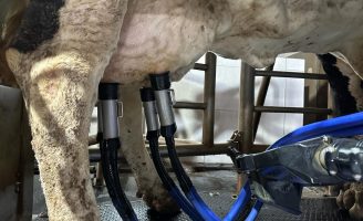 Robô faz ordenha de vacas leiteiras e produtor ganha mais produtividades e melhor qualidade do leite