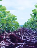 Mais carbono orgânico no solo da caatinga nas propriedades que usam Sistema Integrado de Produção