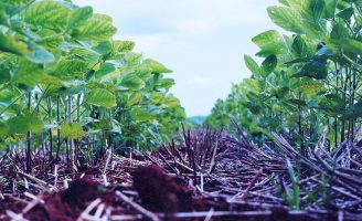 Mais carbono orgânico no solo da caatinga nas propriedades que usam Sistema Integrado de Produção
