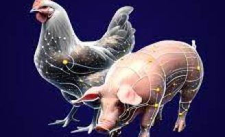 Oportunidade para quem quiser participar do 5º Simpósio que vai discutir as Tabelas de alimentos para Aves e Suínos