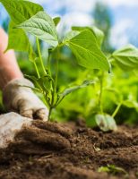 Anunciada a criacão da primeira fábrica de fertilizante nitrogenados com hidrogênio verde no Brasil