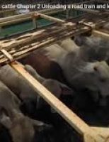 Mobilização nacional para acabar com a exportação de animais vivos por via marítima
