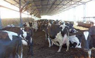 Oportunidade para o produtor rural aprender a melhor forma de manejar os resíduos na propriedade leiteira