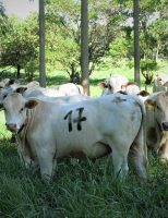 A importância de árvores no pasto para melhorar o ganho de peso, conforto térmico e reprodução dos animais