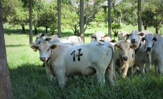 A importância de árvores no pasto para melhorar o ganho de peso, conforto térmico e reprodução dos animais