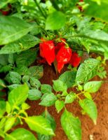 A nova pimenta desenvolvida no Brasil serve para consumo fresco e para indústria