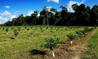 Orientações para você criar um pomar em sua propriedade