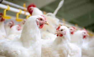 Dicas para quem quiser fazer uma criação de aves