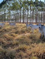 No aniversário de 51 anos a Embrapa lança a tecnologia para tornar a pecuária de cria mais produtiva